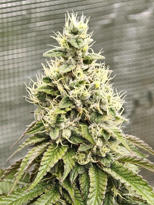 Zingatsu OSS. Week 12