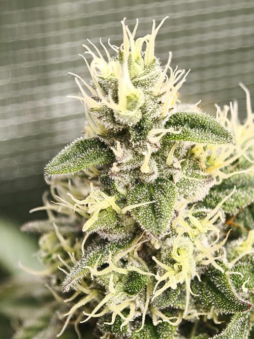 Zingatsu OSS. Week 12