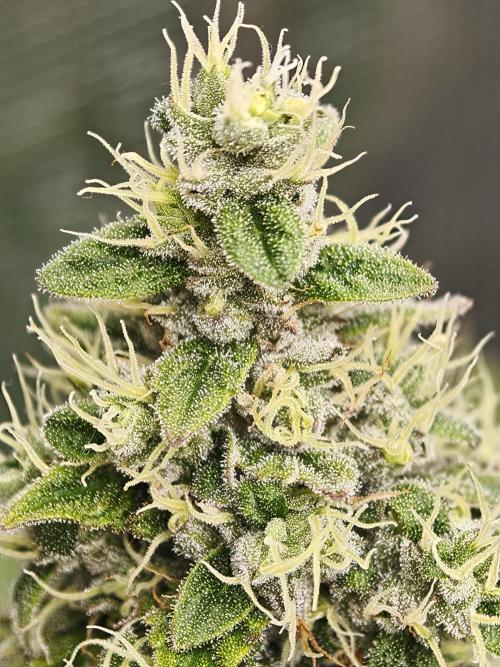 Zingatsu OSS. Week 12