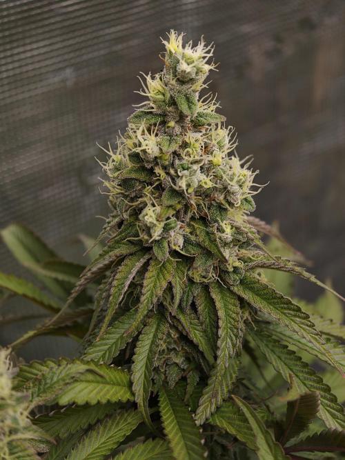 Zingatsu OSS. Week 13