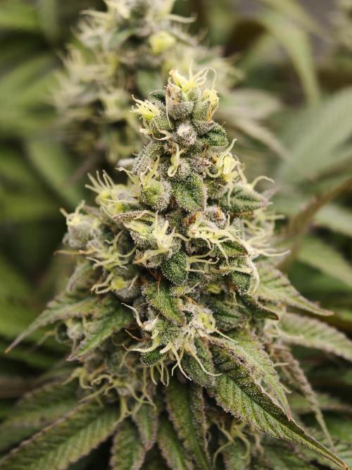 Zingatsu OSS. Week 13