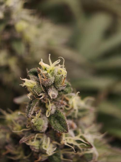 Zingatsu OSS. Week 13