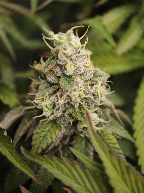 Zingatsu OSS. Week 13