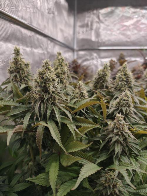 Zingatsu OSS. Week 13