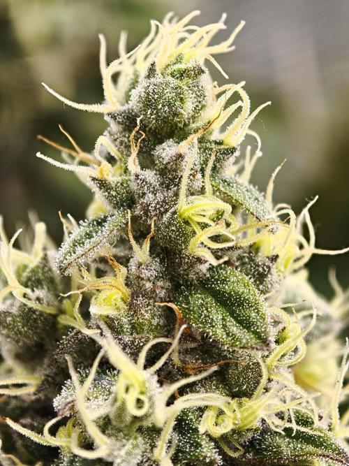 Zingatsu OSS. Week 13