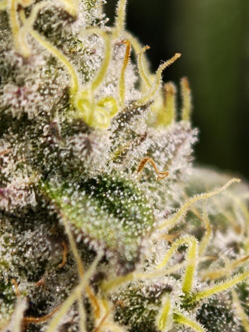 Zingatsu OSS. Week 13