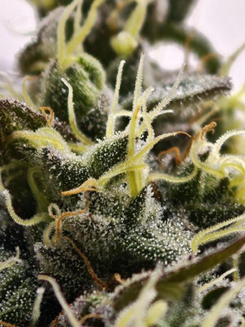 Zingatsu OSS. Week 13