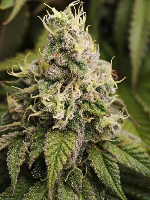 Zingatsu OSS. Week 13