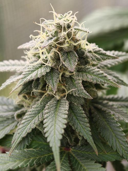 Zingatsu OSS. Week 13