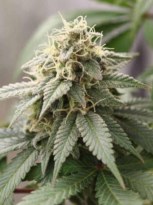 Zingatsu OSS. Week 13