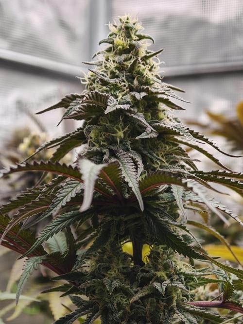 Papaya Stank OSS. Week 13