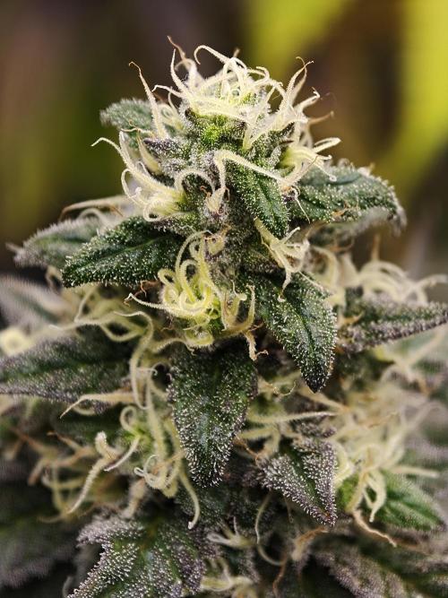 Papaya Stank OSS. Week 13