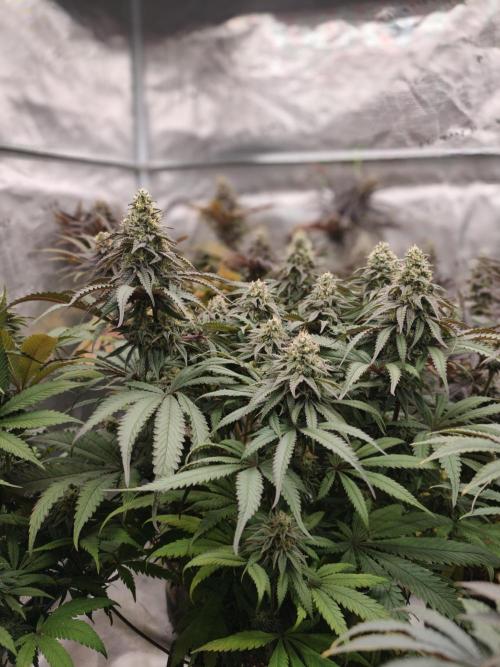 Papaya Stank OSS. Week 13