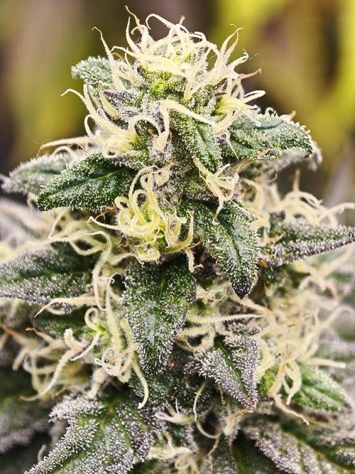 Papaya Stank OSS. Week 13