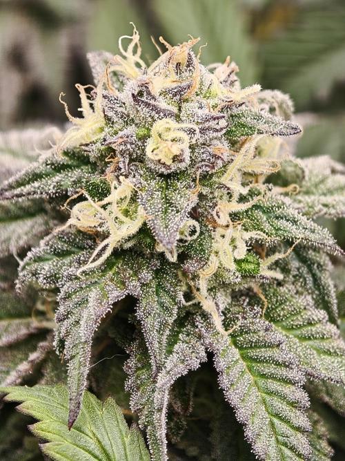 Papaya Stank OSS. Week 13