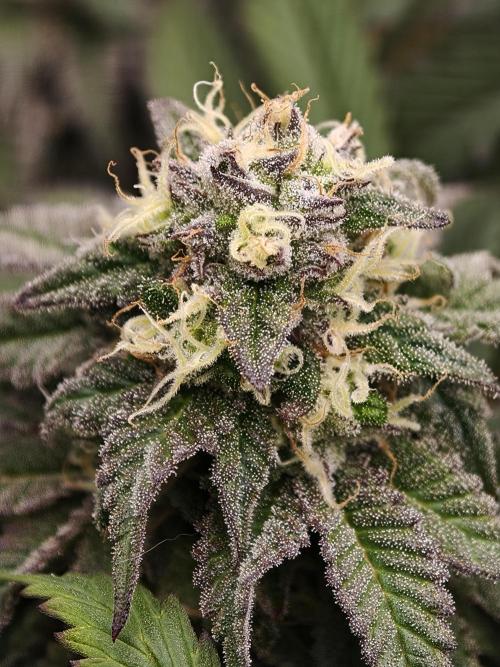 Papaya Stank OSS. Week 13