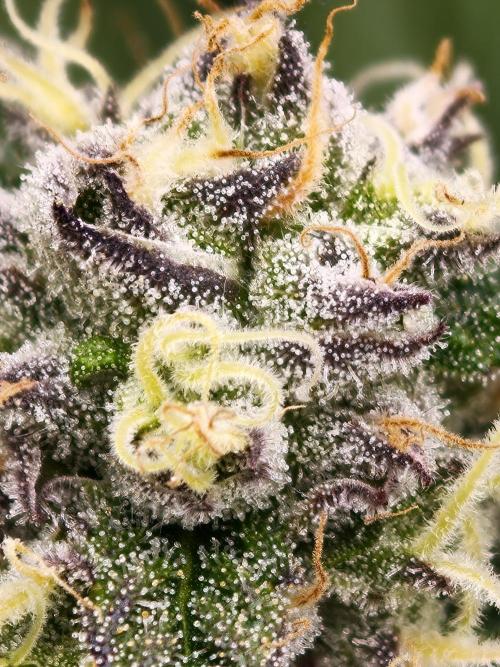 Papaya Stank OSS. Week 13