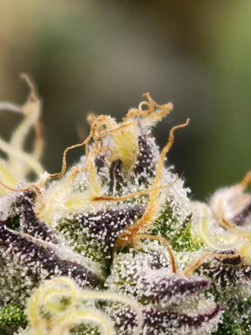 Papaya Stank OSS. Week 13