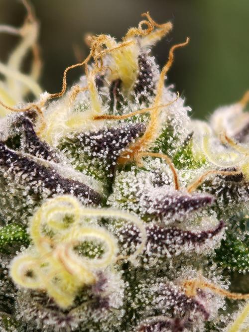 Papaya Stank OSS. Week 13