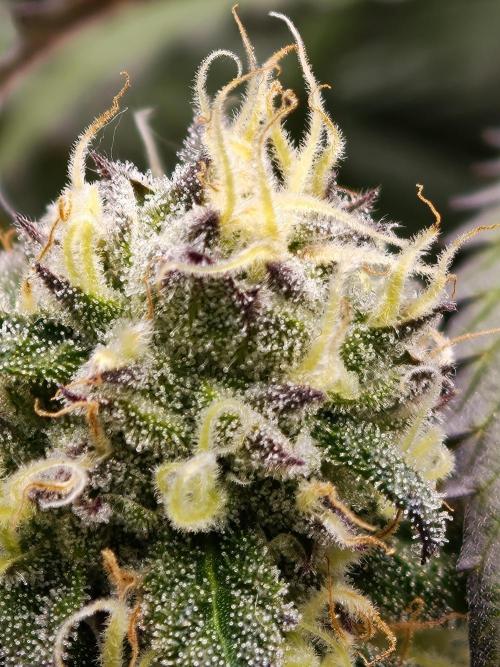 Papaya Stank OSS. Week 13