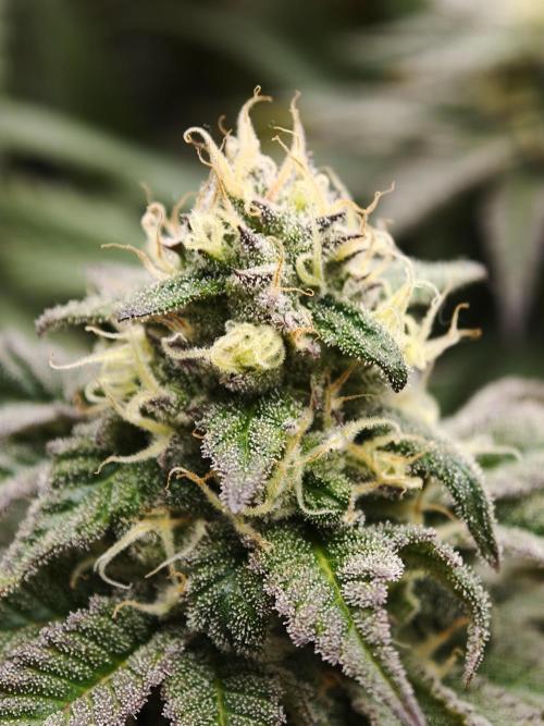 Papaya Stank OSS. Week 13