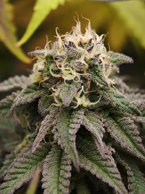 Papaya Stank OSS. Week 13