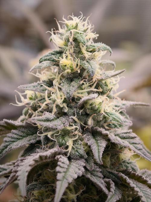 Papaya Stank OSS. Week 13