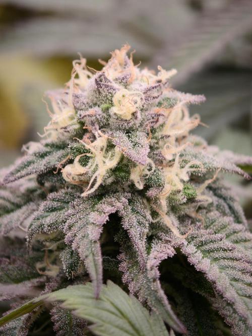 Papaya Stank OSS. Week 13