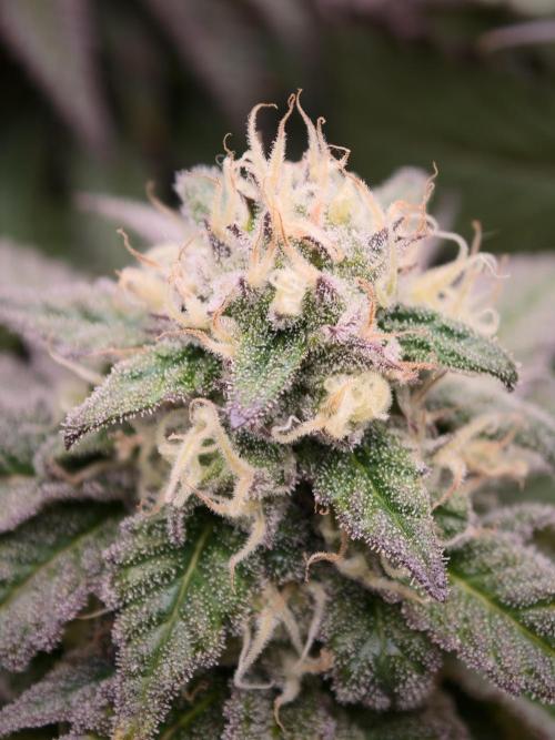 Papaya Stank OSS. Week 13