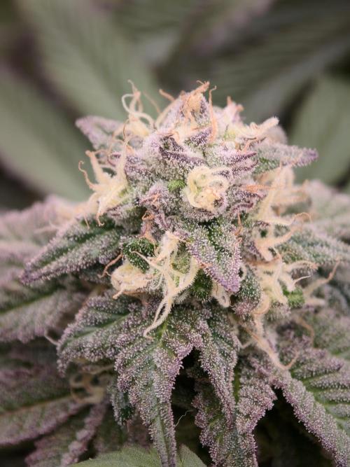 Papaya Stank OSS. Week 13