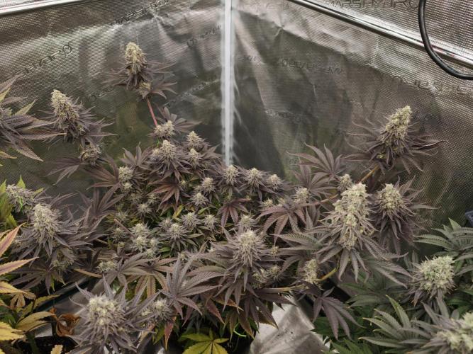 Purple Overload OSS. Week 13