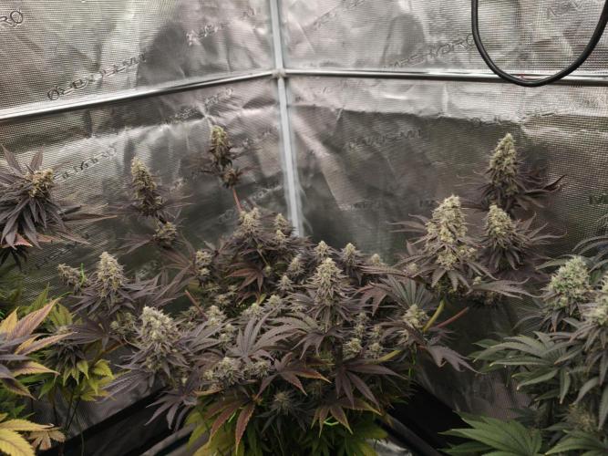 Purple Overload OSS. Week 13