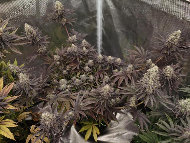 Purple Overload OSS. Week 13