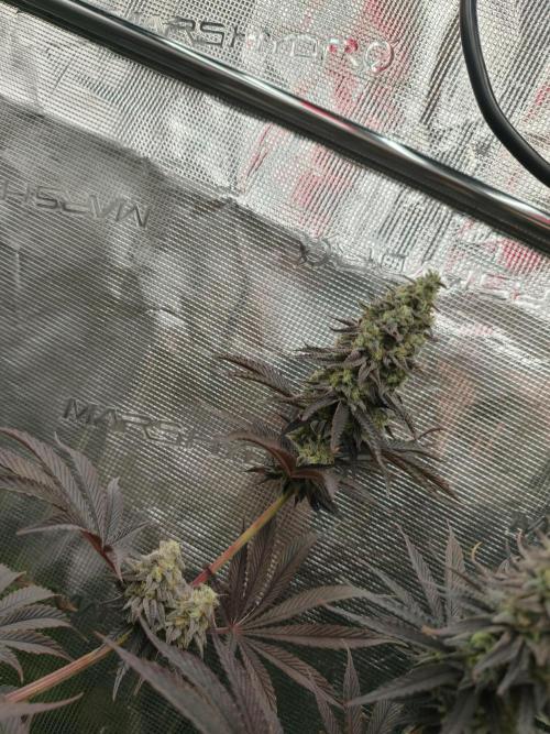 Purple Overload OSS. Week 13