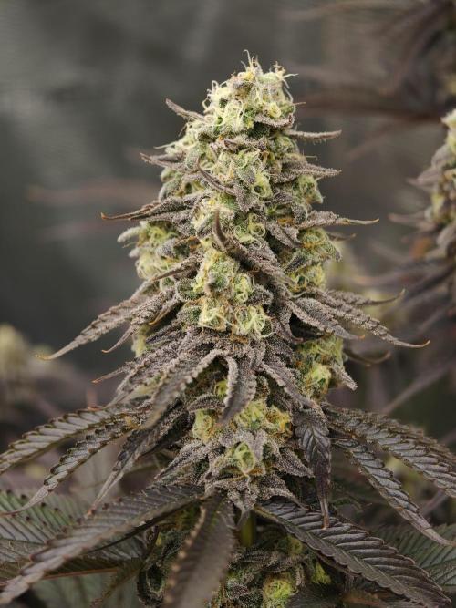 Purple Overload OSS. Week 13