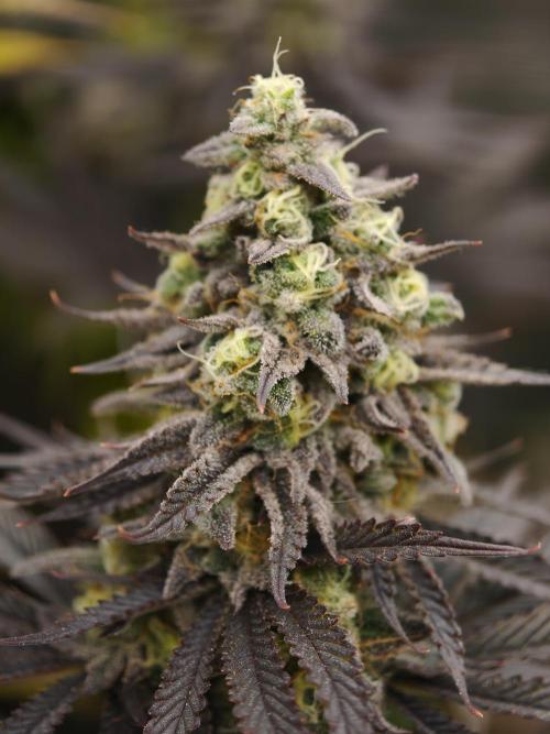 Purple Overload OSS. Week 13