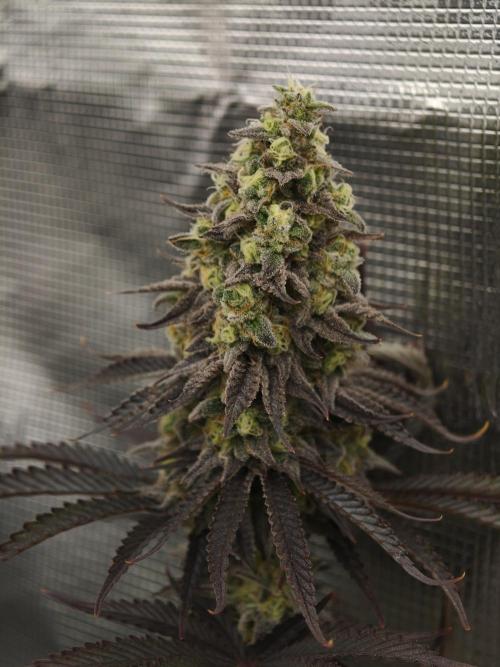 Purple Overload OSS. Week 13