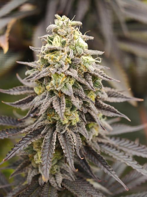 Purple Overload OSS. Week 13