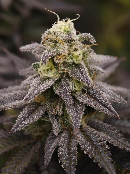 Purple Overload OSS. Week 13