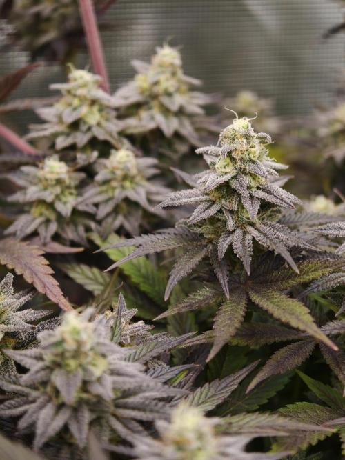 Purple Overload OSS. Week 13