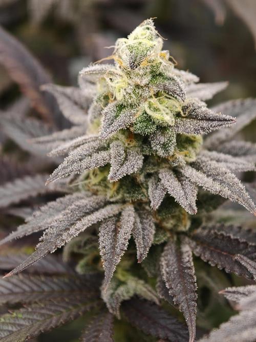 Purple Overload OSS. Week 13