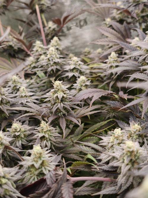 Purple Overload OSS. Week 13