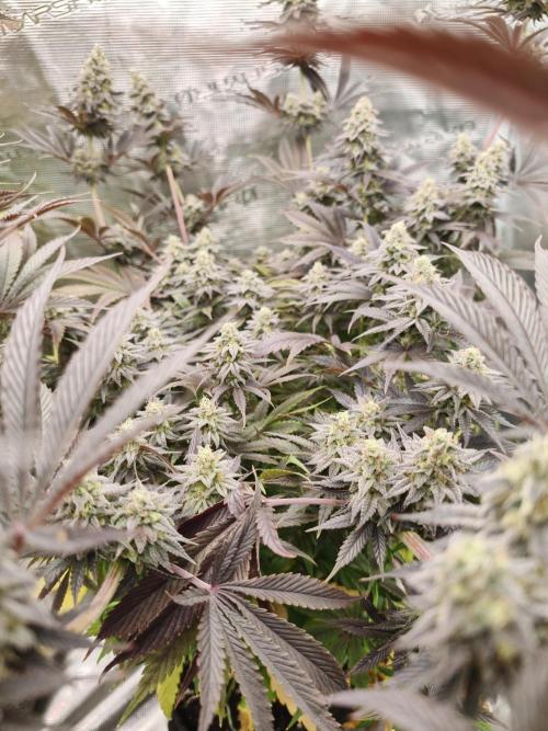 Purple Overload OSS. Week 13