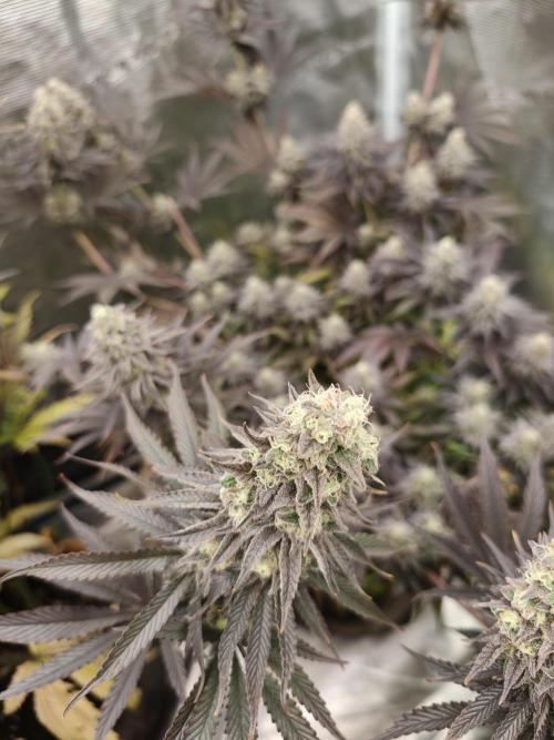 Purple Overload OSS. Week 13