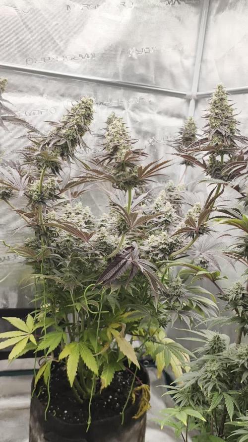 Purple Overload OSS