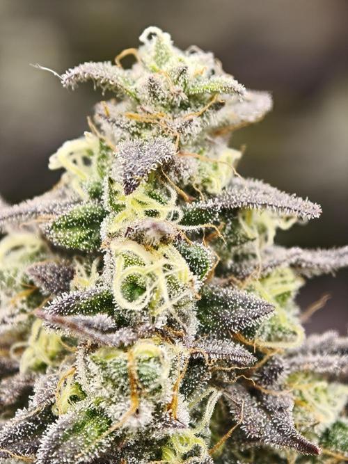 Purple Overload OSS. Week 13