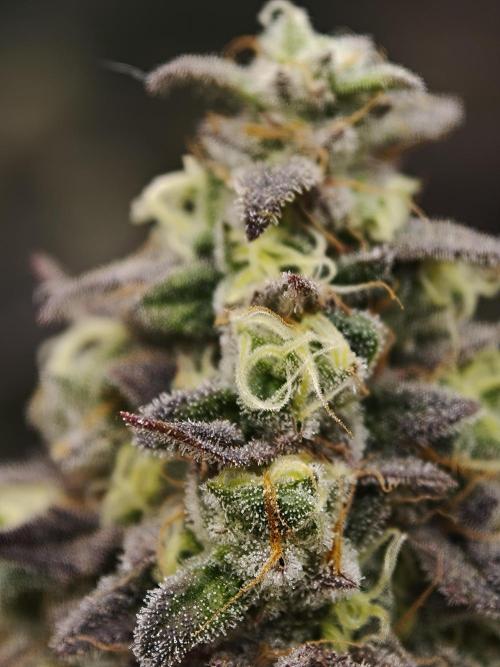 Purple Overload OSS. Week 13