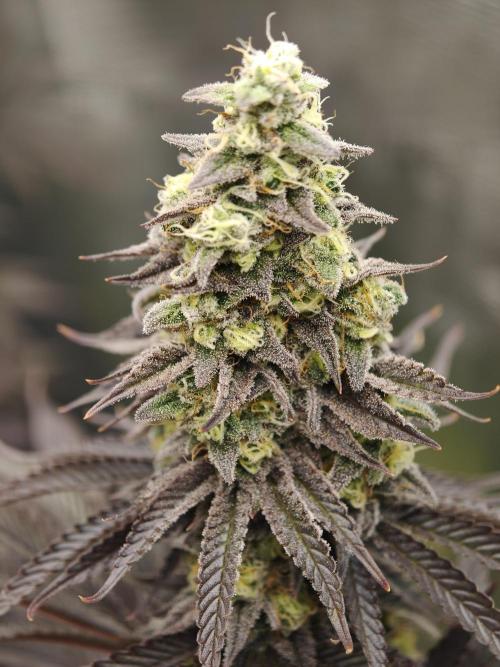 Purple Overload OSS. Week 13