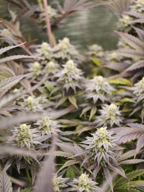 Purple Overload OSS. Week 13