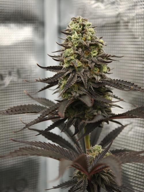 Purple Overload OSS. Week 13